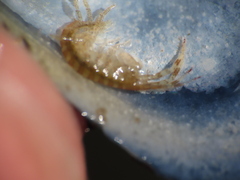 Ischyrocerus anguipes