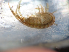 Ischyrocerus anguipes