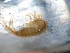 Ischyrocerus anguipes