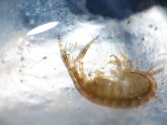 Ischyrocerus anguipes