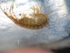 Ischyrocerus anguipes