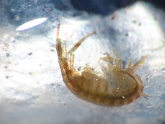 Ischyrocerus anguipes