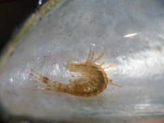 Ischyrocerus anguipes