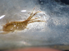 Ischyrocerus anguipes