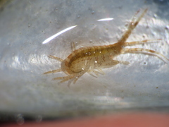 Ischyrocerus anguipes