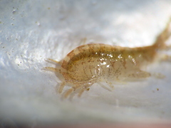 Ischyrocerus anguipes