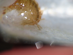 Ischyrocerus anguipes