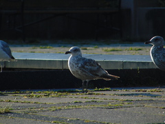 Larus