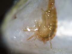 Ischyrocerus anguipes