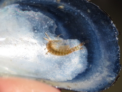 Ischyrocerus anguipes