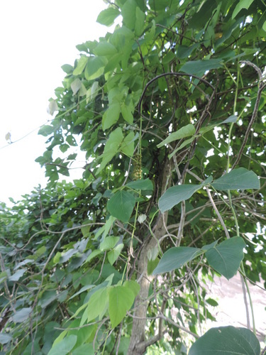 Mucuna occidentalis