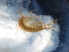 Ischyrocerus anguipes