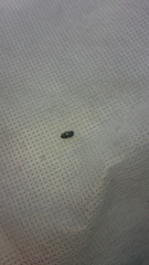 Glischrochilus quadrisignatus