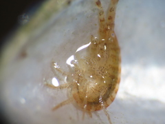 Ischyrocerus anguipes