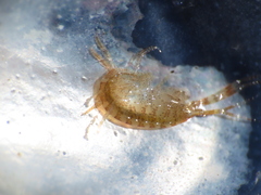 Ischyrocerus anguipes