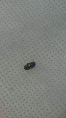 Glischrochilus quadrisignatus