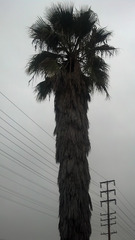 Washingtonia filifera