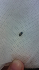 Glischrochilus quadrisignatus