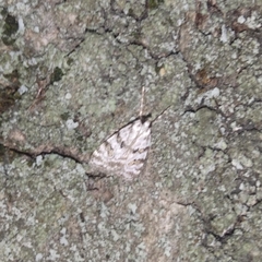 Scoparia pyralella
