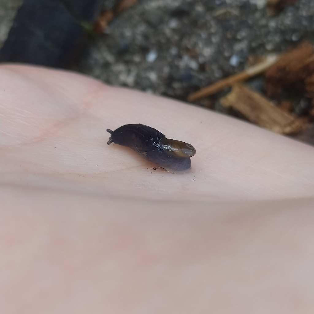 Sieversia heydeni