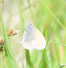 Coenonympha rhodopensis