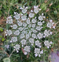 Daucus carota