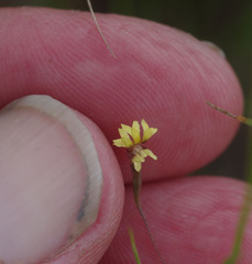 Goodenia debilis