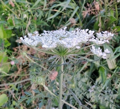 Daucus carota