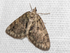 Hydriomena perfracta