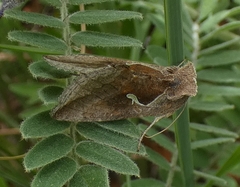 Anagrapha
