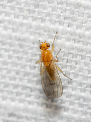 Suillia laevis