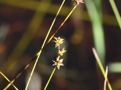 Stellulatae