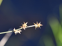 Stellulatae