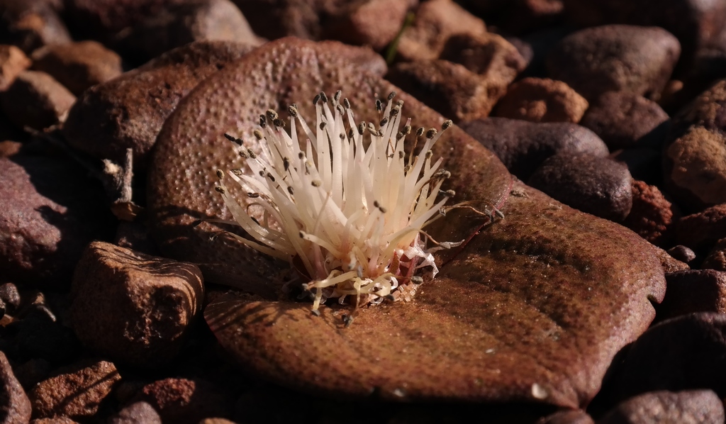 Hedgehog Lilies from kagga kamma on July 2, 2015 at 10:44 AM by Nick ...