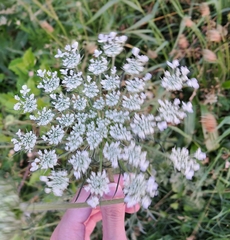 Daucus carota