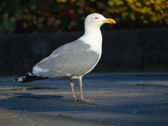 Larus argentatus