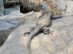 Ctenosaura pectinata