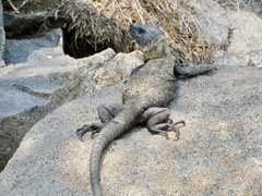 Ctenosaura pectinata