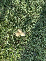 Agrocybe retigera
