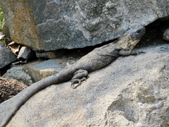 Ctenosaura pectinata