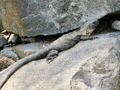 Ctenosaura pectinata