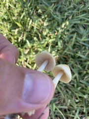 Agrocybe retigera