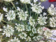 Daucus carota