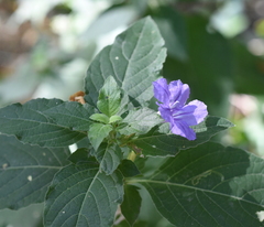 Ruellia drummondiana