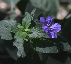 Ruellia drummondiana