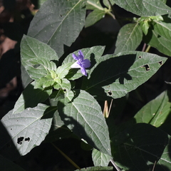 Ruellia drummondiana
