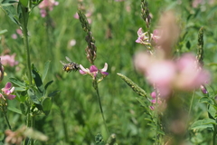 Anthophora aestivalis