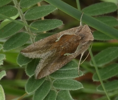 Anagrapha
