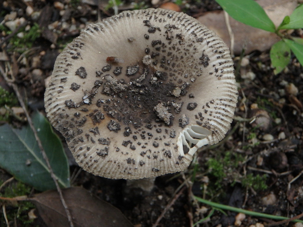 Amanita liquii · July 2015 · photo: © harumkoh (iNaturalist, cc-by)