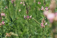 Anthophora aestivalis